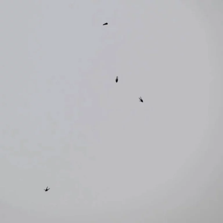 Instagram post from romandieparachutisme. This post is in position 4.